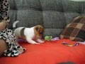 6 weeks old Jack Russell Terrier playing