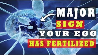 Egg and Sperm Meet Symptoms – Major Signs Your Egg Has Been Fertilized (5 INDICATIVE SYMPTOMS)