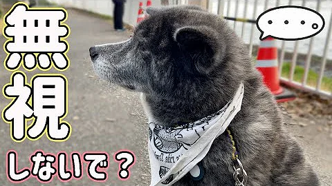 犬 足が動けへん 誰か助けてや 男 可哀想 犬 嘘やで ｗｗｗ Mp3
