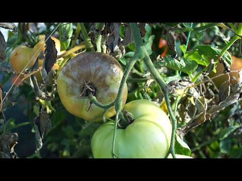 Pomidory - częste choroby pomidorów - zaraza ziemniaka i inne
