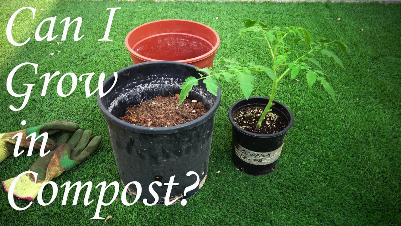 هل من الممكن أن نزرع في كومبوست خالص؟