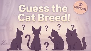 Play Cat-titude: Can You Name the Breed? – Online Quiz 🎯 screenshot 2