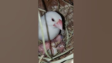 Java sparrow with babies