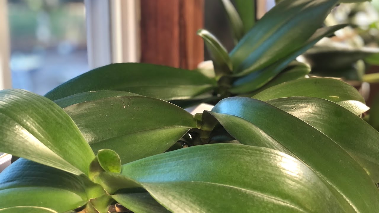 Vitaminas Y Hormonas Vegetales  para Orquídeas