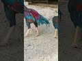 lakhe hasil home breed two brother|#aseelmurga #yuotubeshorts #adaseel