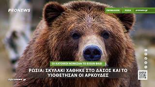 Ρωσία: Σκυλάκι χάθηκε στο δάσος – Οι κάτοικοι νόμιζαν το έφαγαν  αρκούδες αλλά το είχαν υιοθετήσει!