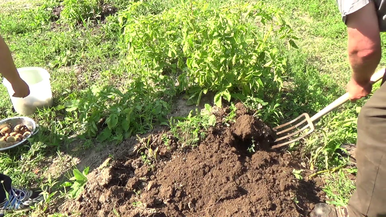 Potato harvest time 2017....3 different type of soils YouTube