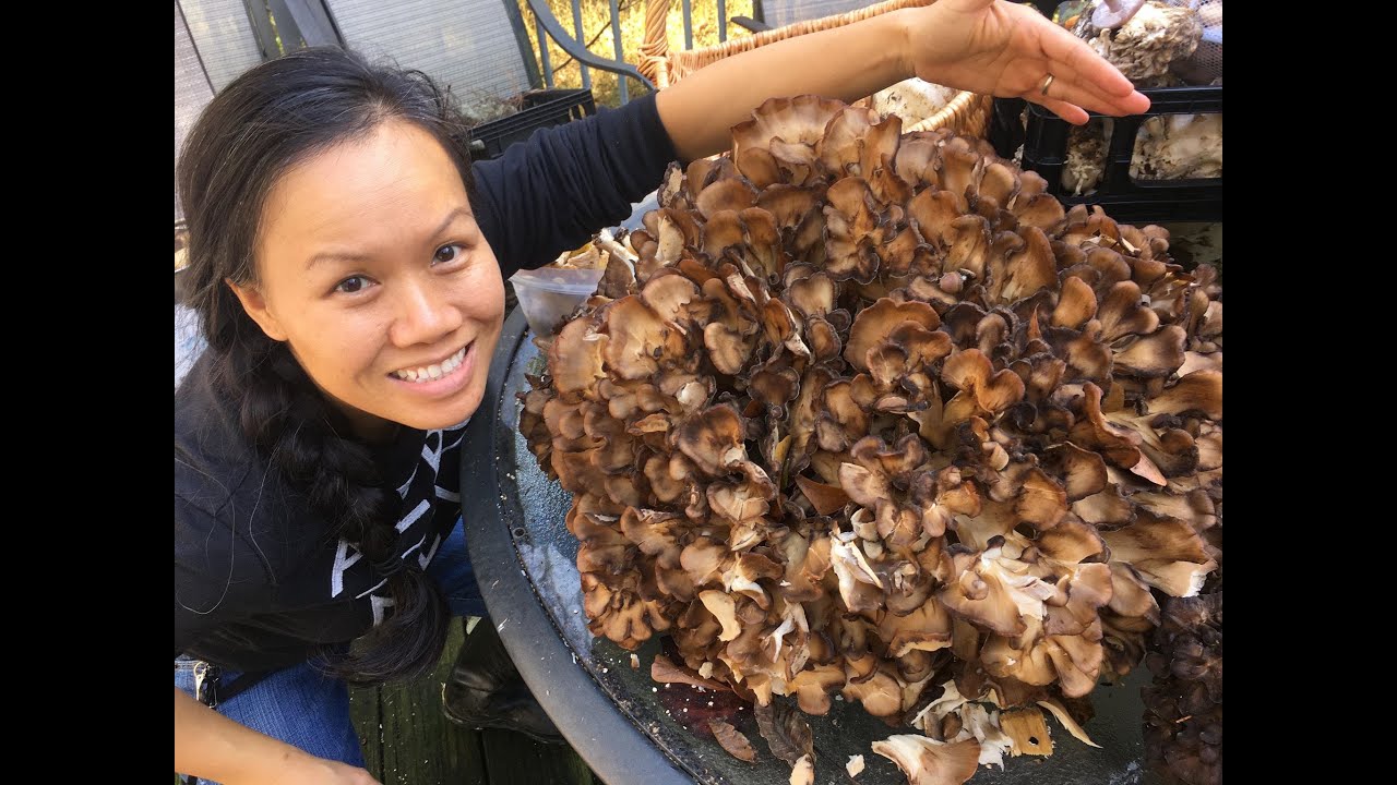 Giant 42 Pound Hen of the Woods in Douglasville GA 2019 During the Fall