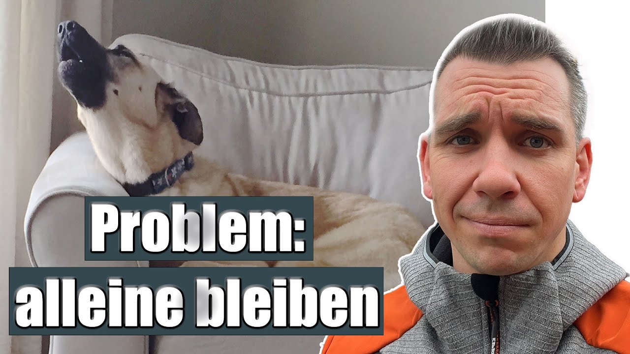 Hund Kann Trotz Training Nicht Alleine Bleiben www.youtube.com