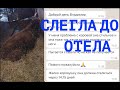 ПАРЕЗ ДО ОТЕЛА: КАК ЛЕЧИЛ КОРОВУ