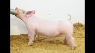 Information 82-3 Crossbred Gilt Guide