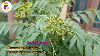 Tanaman Daun Kari