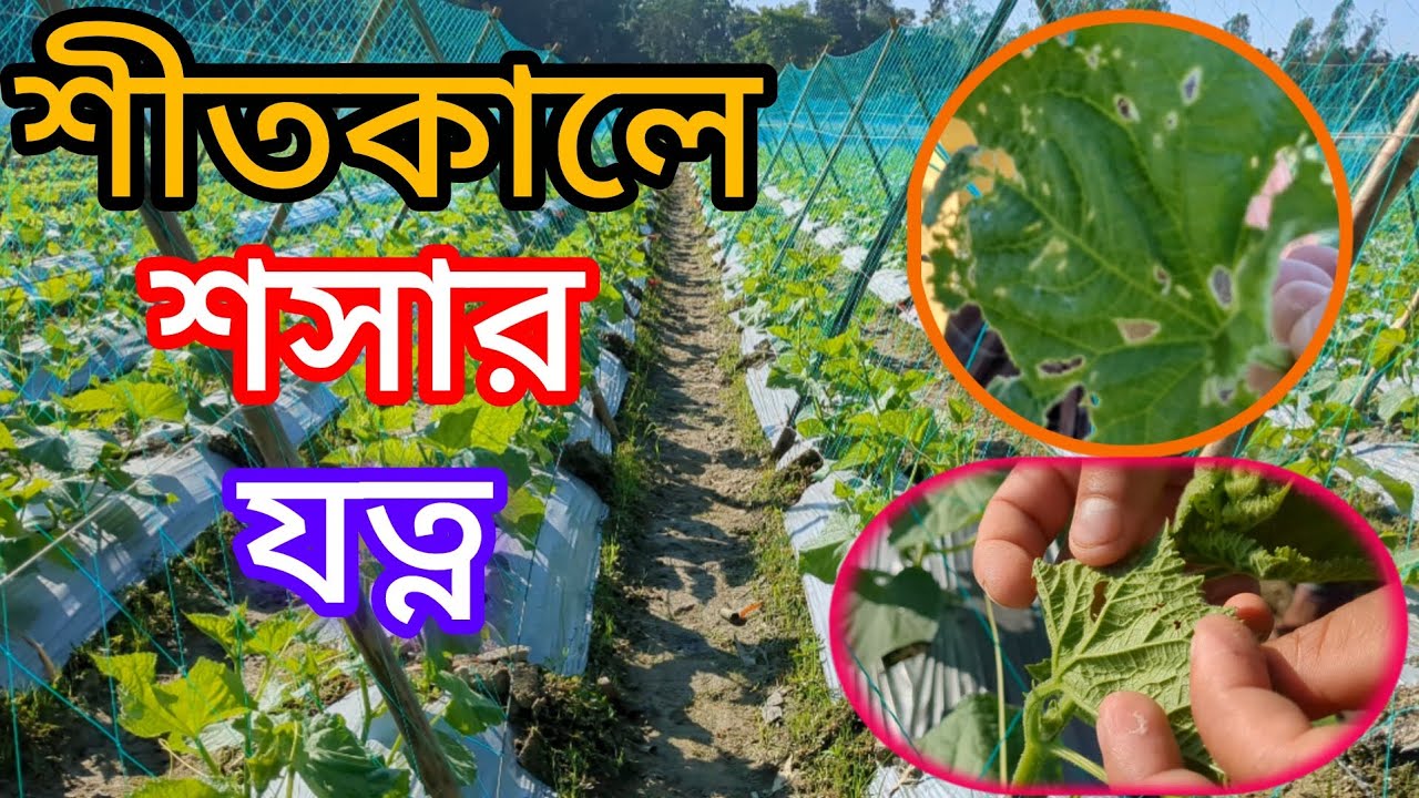 শীতকালে শসার যত্ন । শসা গাছের পরিচর্যা। শসা চাষ পদ্ধতি। আধুনিক কৃষি।Ar-Agro...