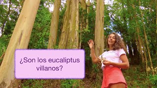 Los eucaliptus y su monocultivo