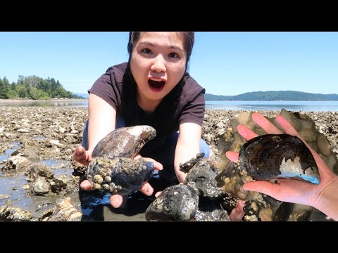 Video Vlog 657| BẮT VẸM ĐEN SIZE KHỦNG DỌC BỜ BIỂN MỸ ???????? - youtube