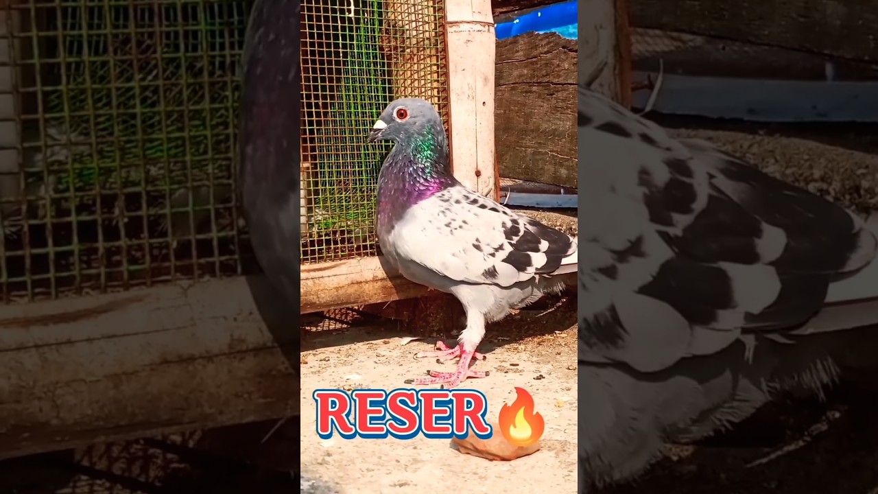 Reser pigeon 🔥😱👑 