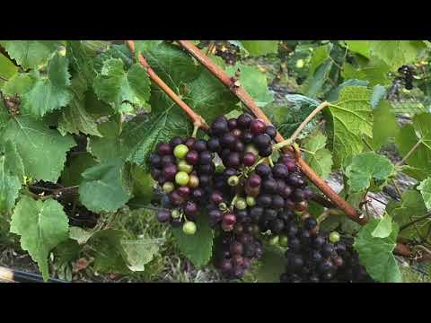 Video: Wilayah Anggur Selandia Baru