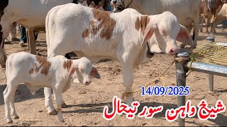 14 September 2025 Sheikhwan Mandi Ki Surathal|#Mandivisit|