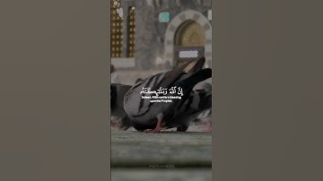#علي_الحذيفي #سورة_الاحزاب #اكسبلور #تلاوات_جميلة #أكثروا_من_الصلاة_على_رسول_الله
