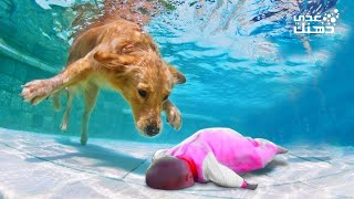 الكلب البطل ينقذ حياة طفل من الغرق بطريقة لا تصدق .. 10 مواقف لو لم تسجلها الكاميرات لما صدقها أحد