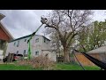 Tree Cutting Damages Bucket Lift