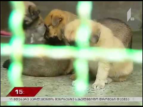 მედიატური ცხოველთა მონიტორინგის სააგენტოში