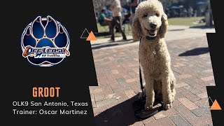 1Y 8M/O Poodle “Groot” | Overly-Friendly Dog's Transformation