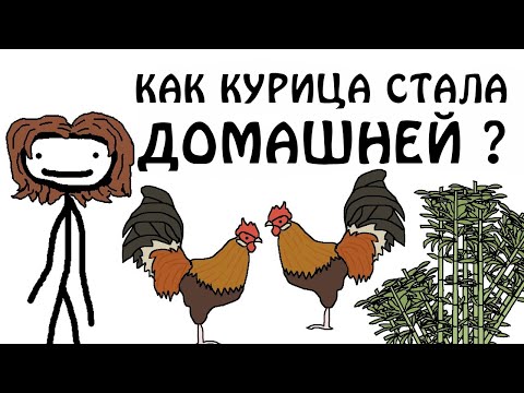 "Как курица стала домашней?" - Академия Сэма О'Нэллы (Русская Озвучка Broccoli)