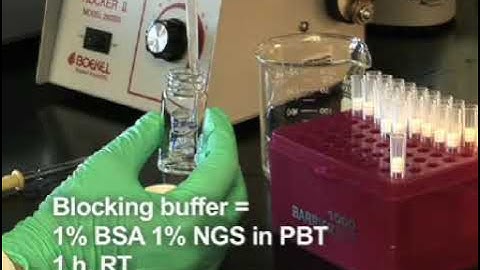 Method for Whole Mount Antibody Staining in Chick