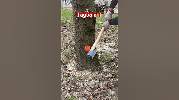 Abbattimento alberi con motosega: taglio a T #giardiniere #stihl #abbattimento #motosega