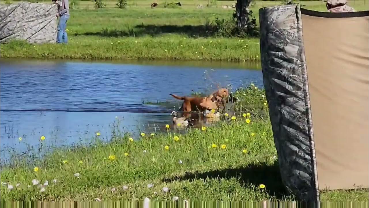 scout-akc-junior-hunt-test-youtube