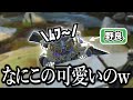 初心者の野良ブラハさんが可愛すぎた...!!【APEX】