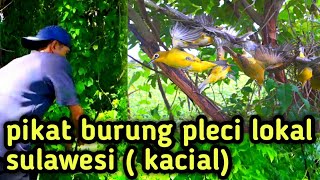 cara pikat burung pleci lokal sulawesi (kacial) dapat banyak.