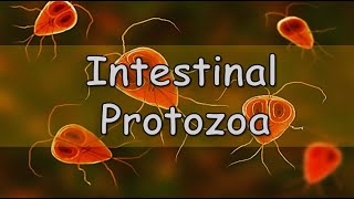 Quiz - Intestinal & Urogenital Protozoa infections