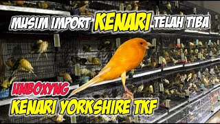UNBOXYNG TKF Yorkshire Canary Luxurious Posture - Luxurious #canarigacor #yorkshirecanary #bird