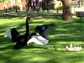 Two Swans Fight Off a Raven to Protect Their Cygnets