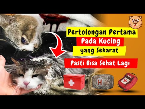 Video: 6 Masalah Kesihatan Anak Kucing Yang Perlu Diperhatikan - Penyakit Kucing Biasa