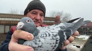 Gołębie linia olimpijska De Klak 613 od Jagusia / Robert Bauer De Klak 613 imbredy 513016809 Artur