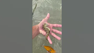 Catching GIANT SEAHORSE Under FLOATING DEBRIS 