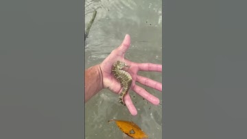 REUZENZEEPAARDJES vangen onder DRIJVEND PUIN!!