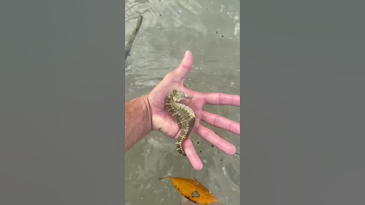 Catching GIANT SEAHORSE Under FLOATING DEBRIS!!