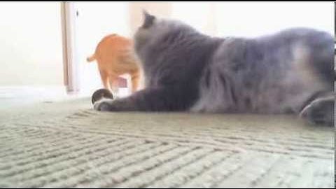Two Cats One Catnip Ball - Funny -funny cat-funny cats videos