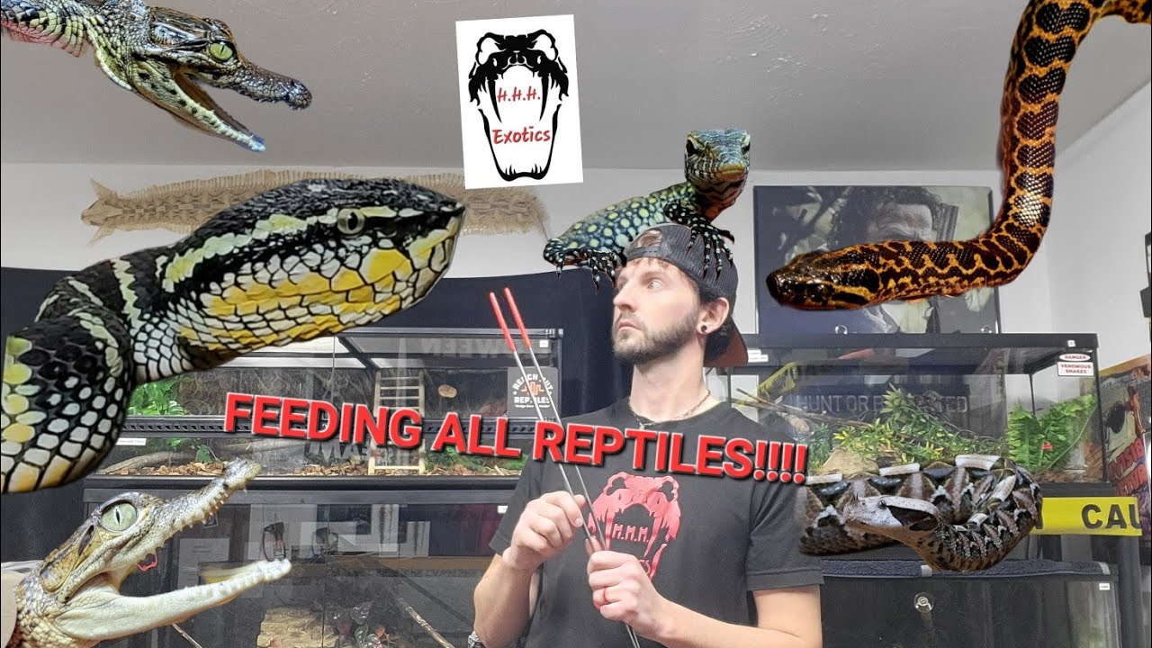 Reptile Feeding! Feeding venomous snakes, nonvenomous, crocs ...