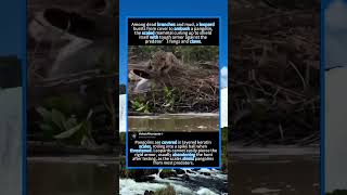 Leopard Ambushes Armored Pangolin In Bushland#shorts #memes #memeslife