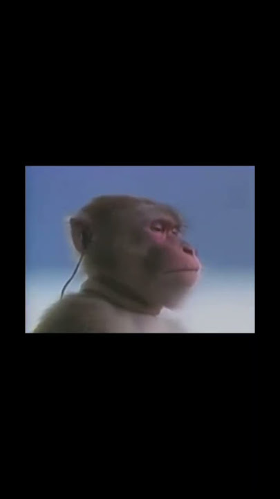 One last breath by creed #creed #music #coolmusic #monkey #rockmusic #bestmusic #funny