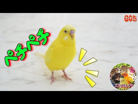 音フェチ・セキセイインコの足音が心地よい605 ASMR video bird's footstep