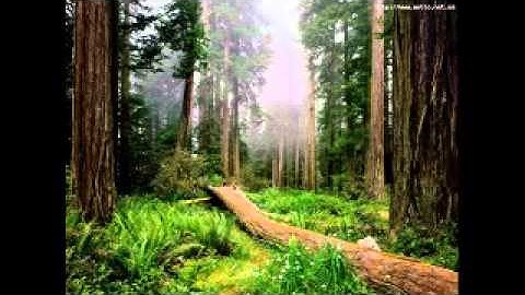 سورة التغابن بصوت نعمة الحسان