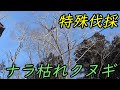 枯れ木の伐採は登れるか否かの判断が重要！