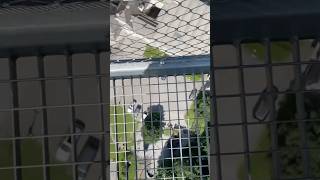 Pov Walking On A High Hanging Bridge In The Austrian Alps Dont Look Down