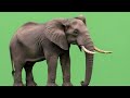 Elephant Green Screen || Animated Elephant Clip || Chroma Key Overlay